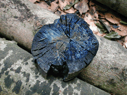Fabrication du charbon de bois par Claude Schosseler : photo 36