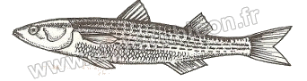 Illustration du mulet